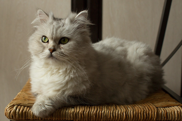 Серебристая шиншилла кошка - описание, фото и характер породы