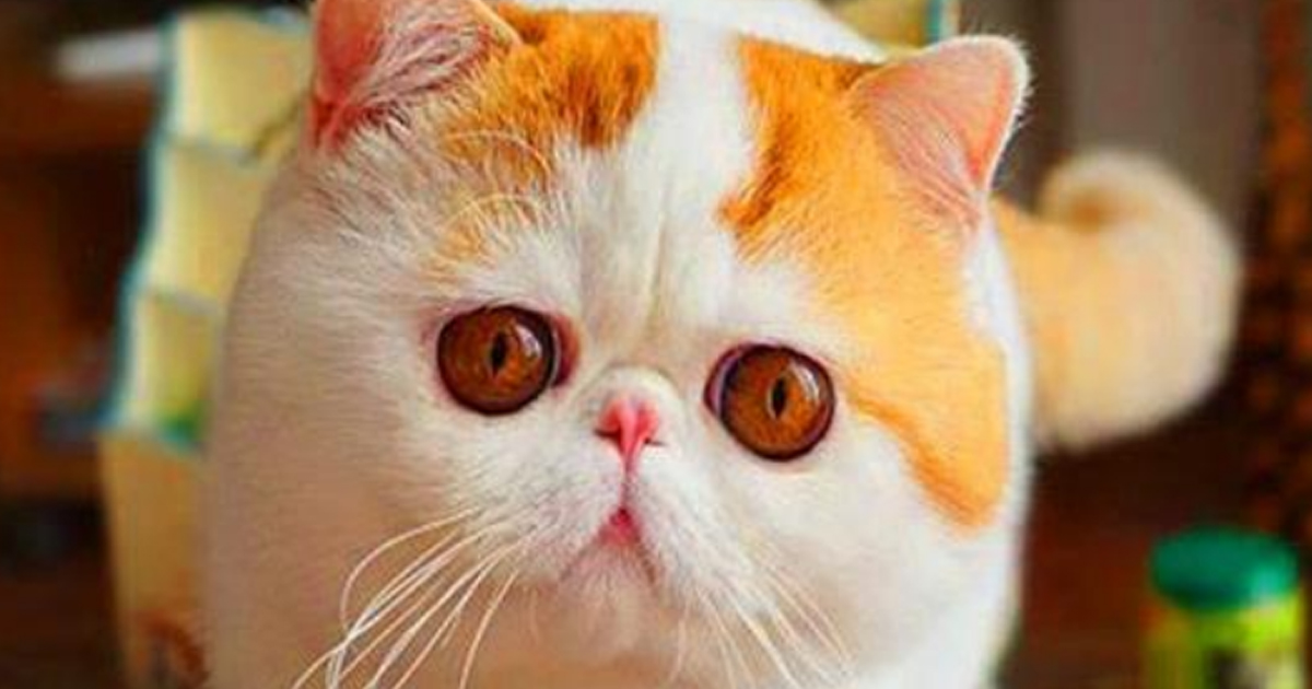 Коты с приплюснутой мордой и большими глазами: описание пород и особенности ухода