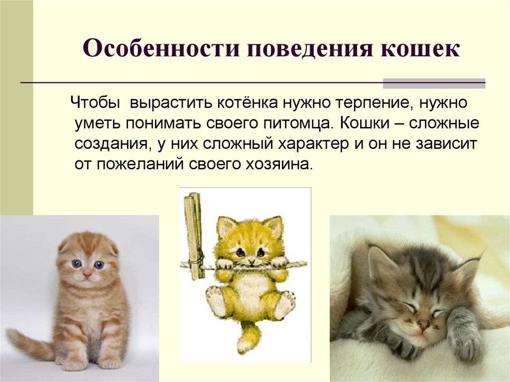 14)10 примет и поверий о рыжих котах- что они несут в дом…