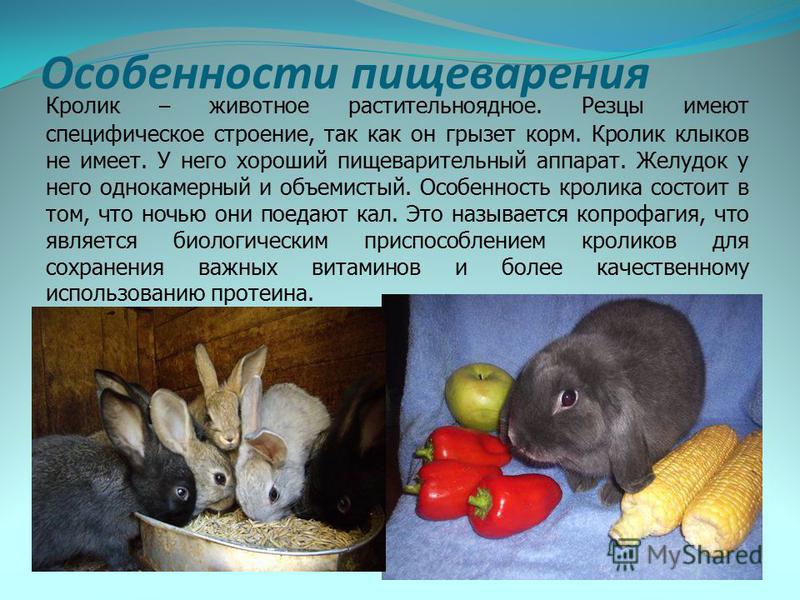 Конспект урока по теме: дикие и домашние животные (заяц, кролик) сравнение. план-конспект урока по естествознанию по теме