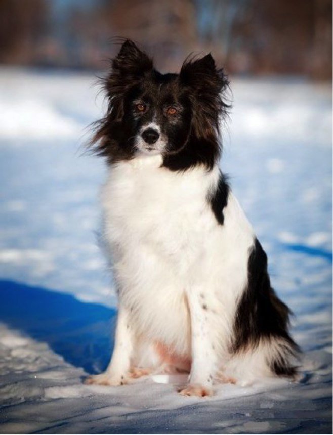 Ненецкая лайка: предназначение собаки, отзывы владельцев | medeponim.ru