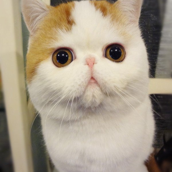 Породы кошек с голубыми глазами (23 фото): самые красивые коты коричневого и палевого, бежевого и других окрасов. как выбрать котенка?