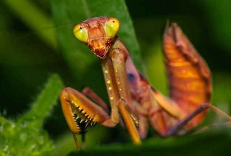 Богомол - 82 фото очень невероятного хищного насекомого