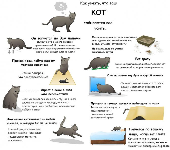 9 признаков того, что ваша кошка вами манипулирует - gafki.ru
