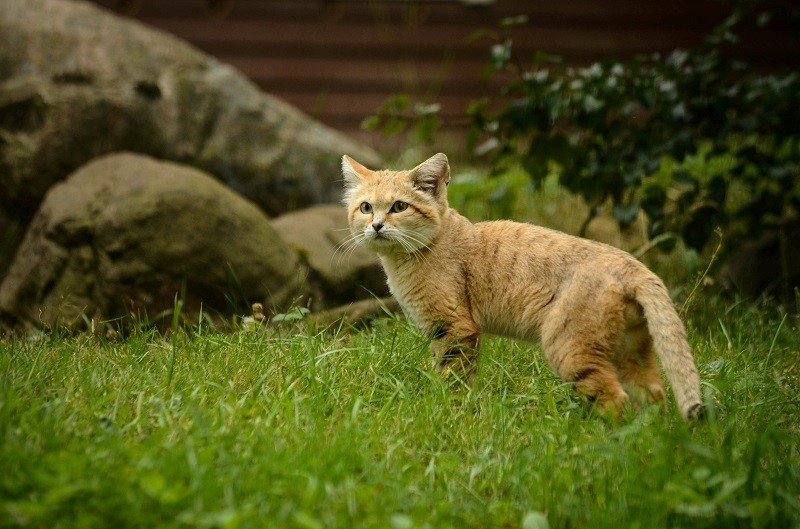 Барханный кот – как правильно ухаживать за таким экзотическим питомцем, интересные факты о породе