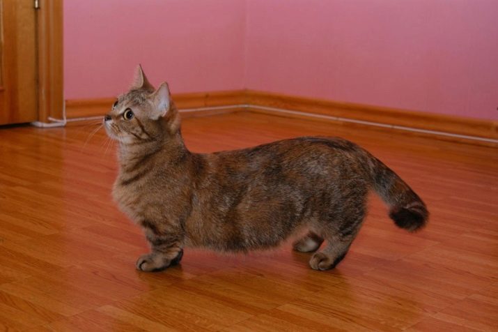 Самая маленькая порода кошек в мире - фото и описание