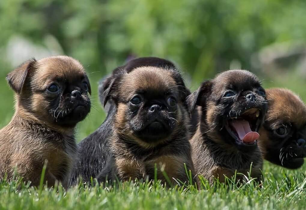 Описание породы собак пти-брабансон с отзывами владельцев и фото