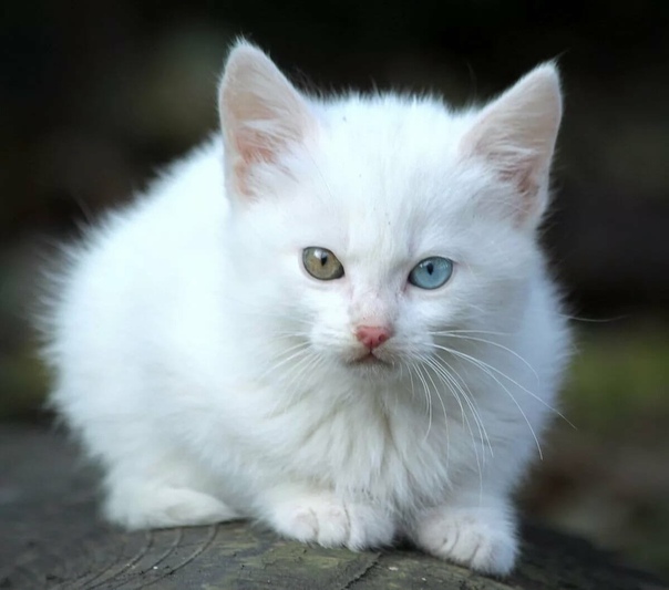 Породы белых кошек, фото и список