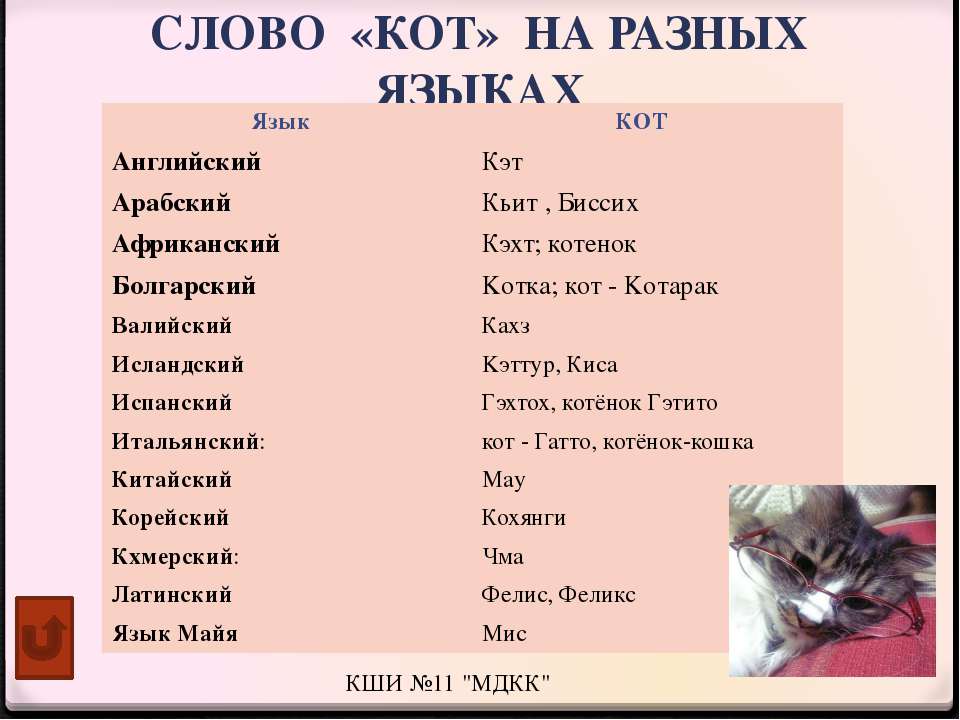 Как назвать котенка: 200 кошачьих имен со значением » notagram.ru