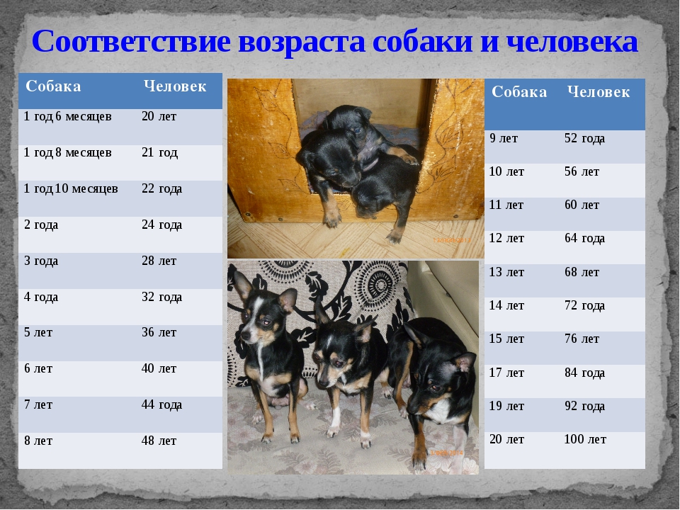 ᐉ до какого возраста растут собаки? - zoomanji.ru
