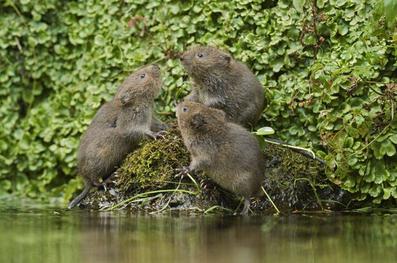 Водяные крысы на дачном участке: как обнаружить врага и выиграть войну с ним