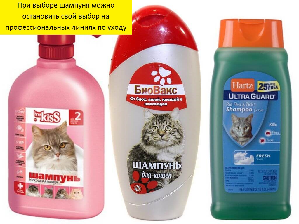 ???? как выбрать лучший шампунь от блох для кошек