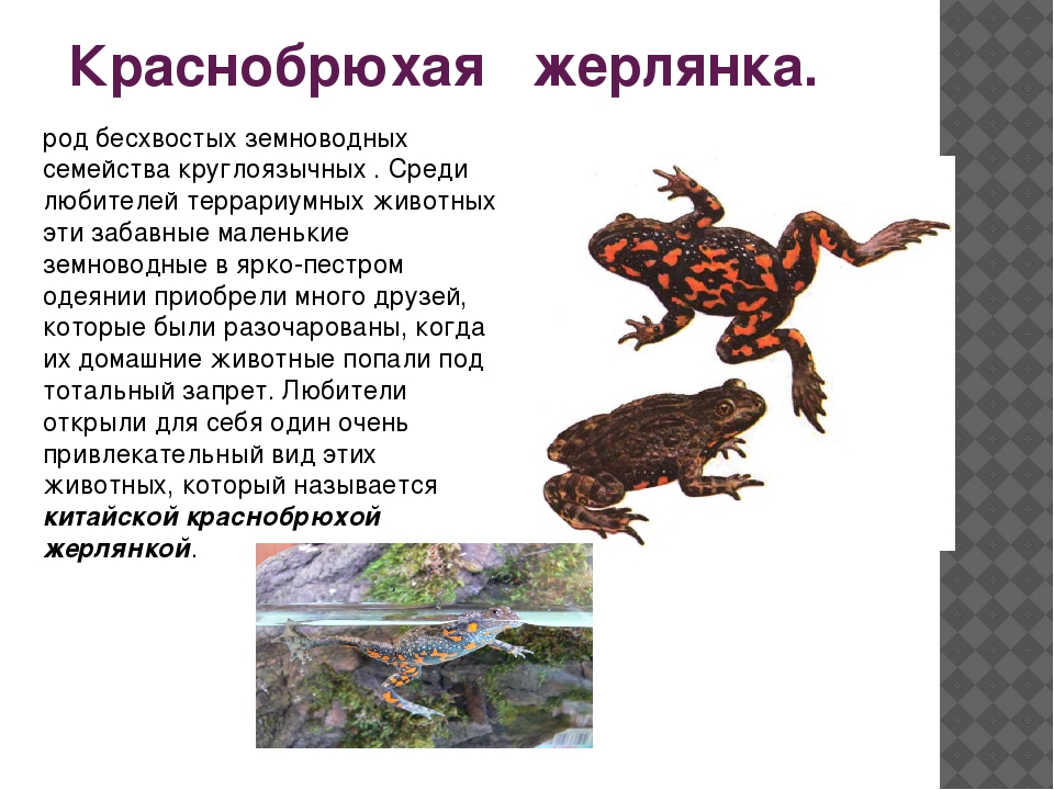Краснобрюхая жерлянка: описание, места обитания, особенности лягушки
