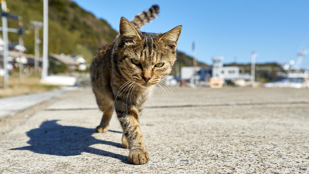 Кошке лучше дома или на улице: что говорят ученые? - wikipet