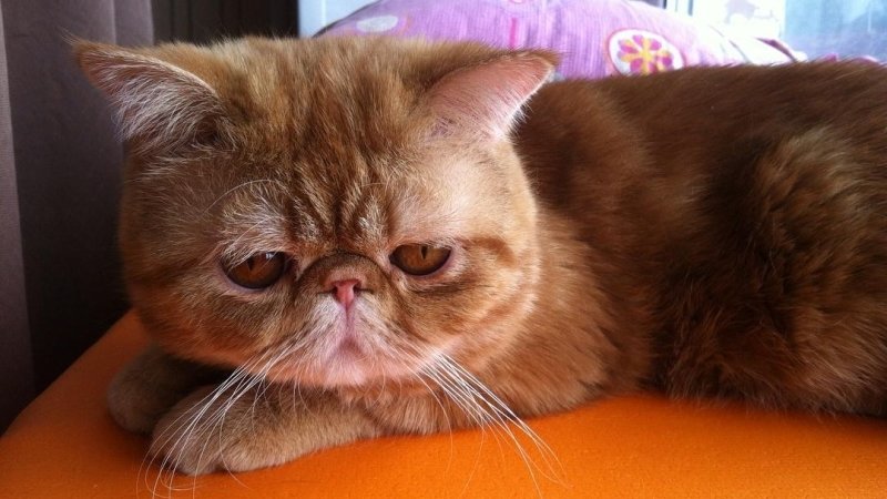 5 пород кошек с приплюснутой мордочкой: фото, описание, уход и забота о здоровье