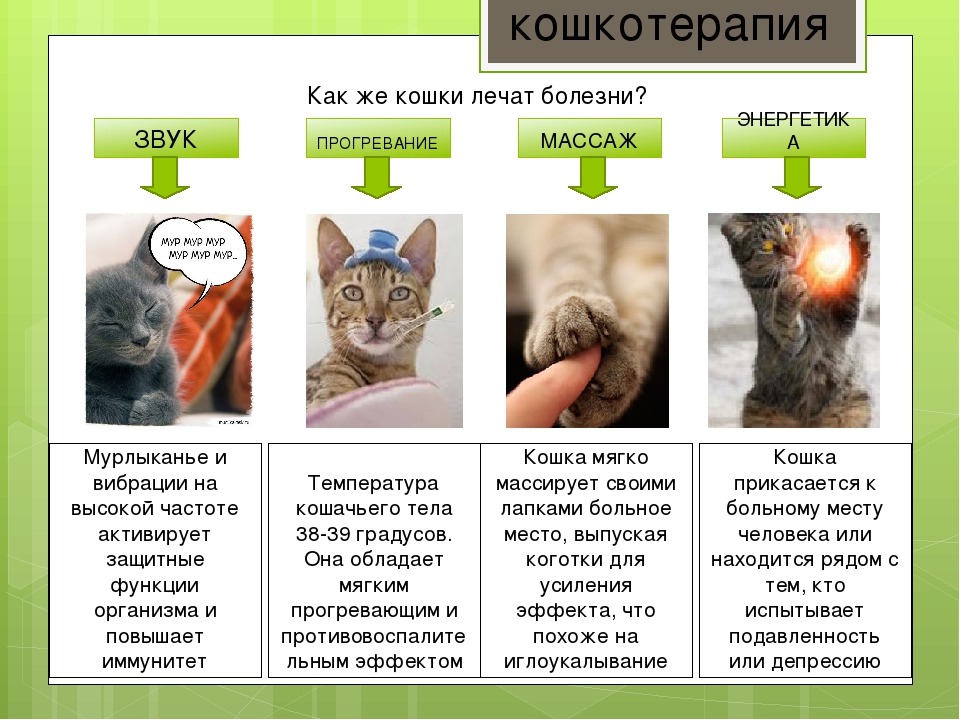 Идиопатический цистит у котов (ицк) - причины, симптомы, лечение | ветклиника зоостатус