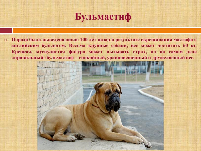 Бульмастиф: все о породе, фото, характер, факты, плюсы и минусы собаки, взаимоотношение с человеком
