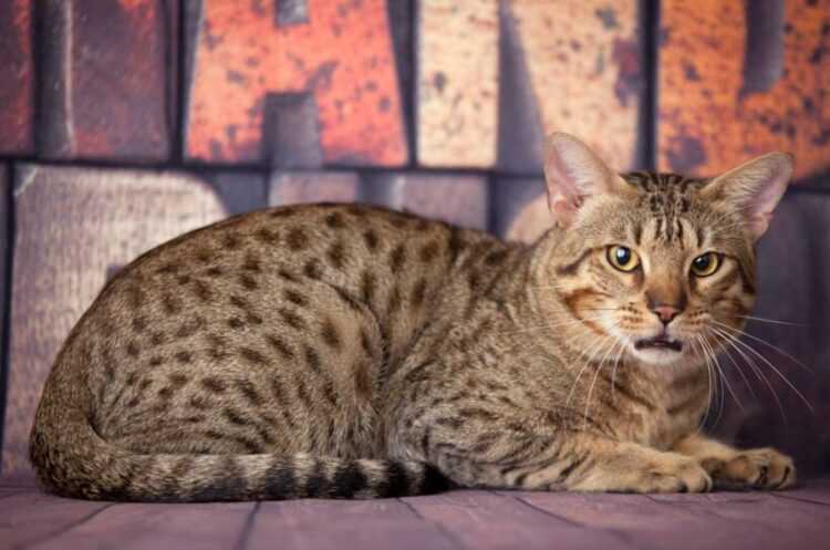 Египетская мау — кошка которая никого не оставит равнодушным! шикарный внешний вид и прекрасный характер, более подробно читайте в статье!
