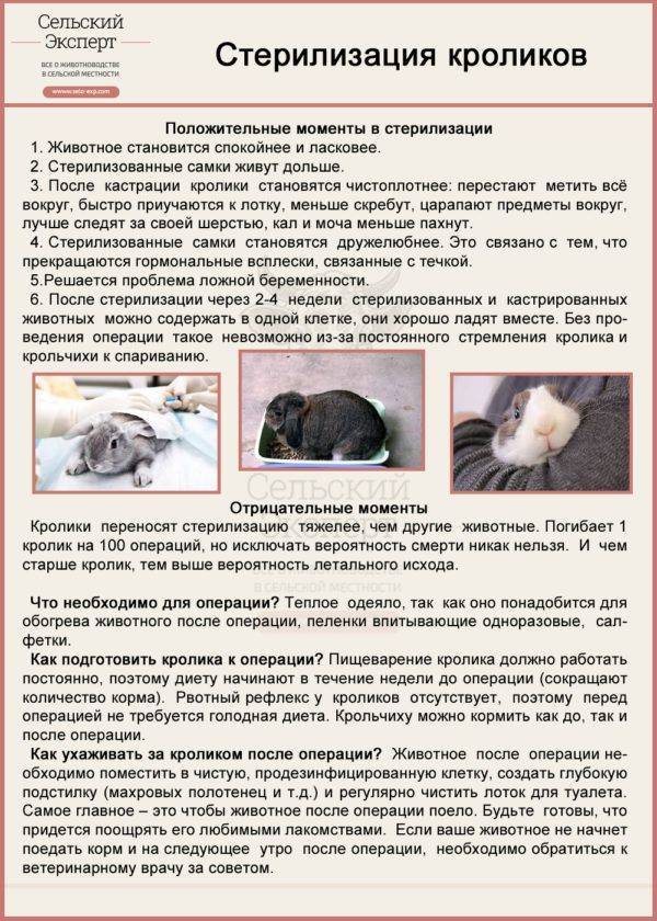 ᐉ как узнать что крольчиха беременна? - zooon.ru