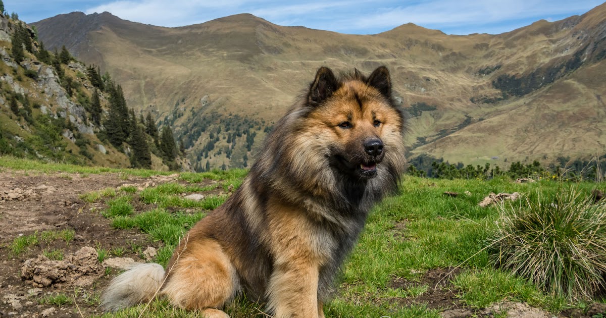 Евразиер (евразийская собака, ойразиер) - окружающий мир вокруг нас