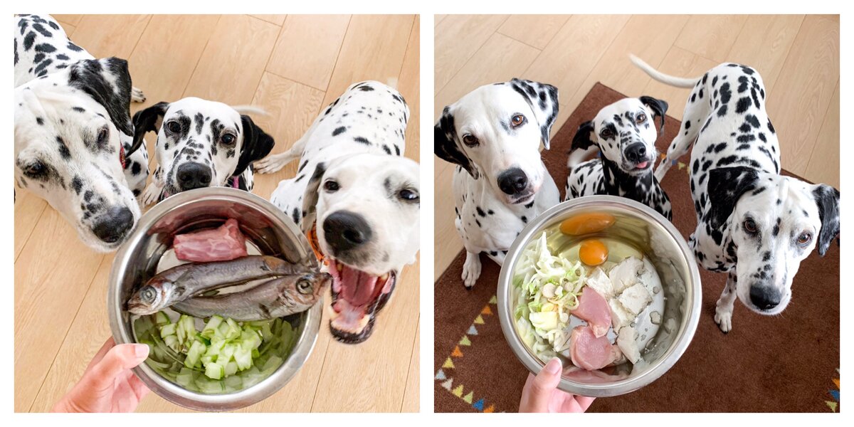 Как выкормить новорождённого щенка