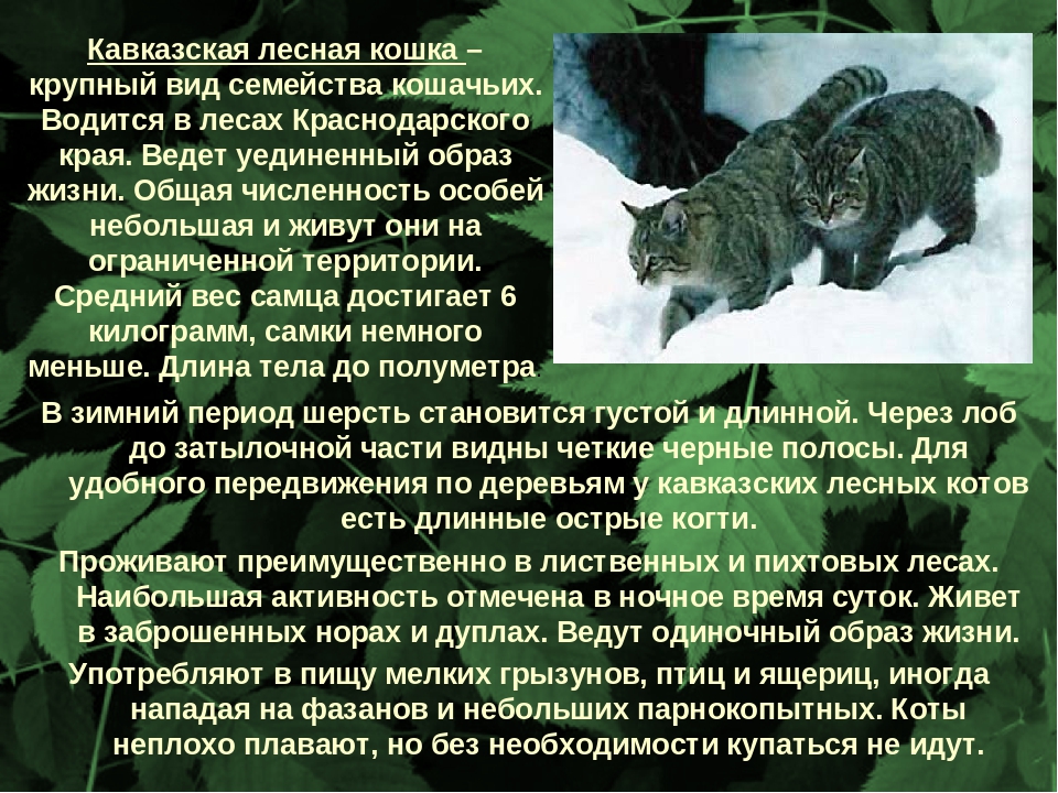 Кавказская лесная кошка приручаем дикого зверя