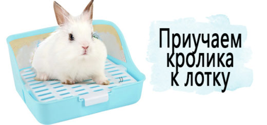 Как декоративного кролика приучить к лотку в квартире?