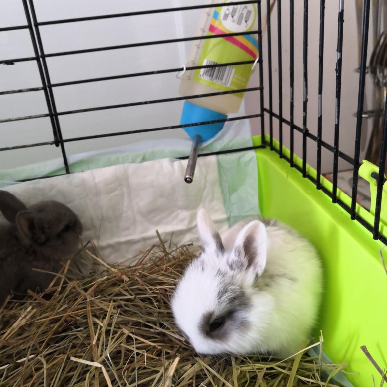Сколько стоит декоративный кролик: цена крольчат популярных пород в зоомагазине