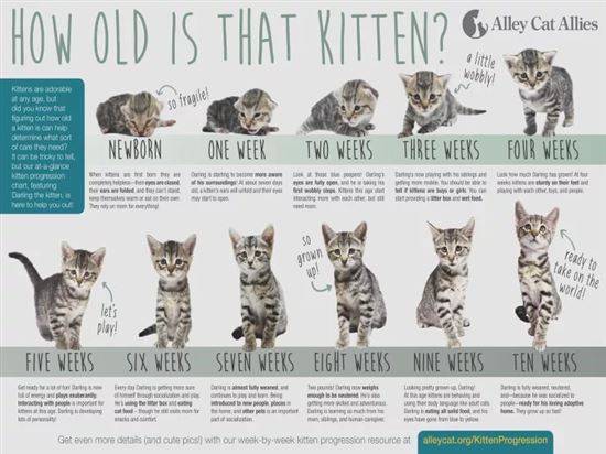 Как определить возраст котёнка – топ-5 способов решить вопрос