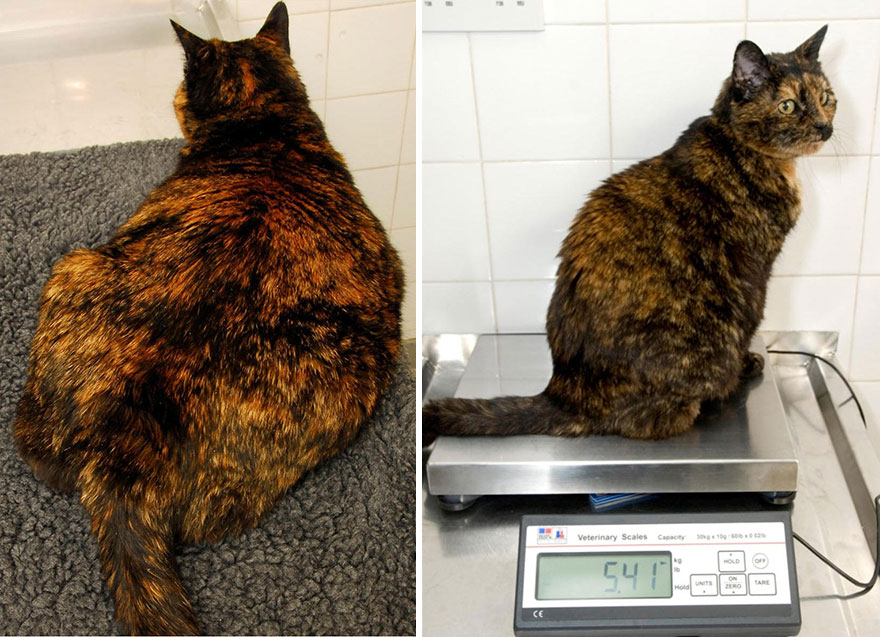 Ожирение у кошек - причины и лечение, диета при ожирении в москве. ветеринарная клиника "зоостатус"