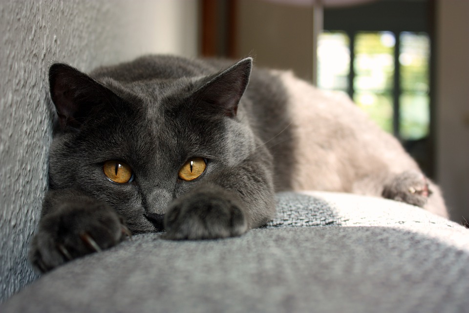 Картезианская кошка, или шартрез: описание породы, характер, цена, содержание и уход, фото
