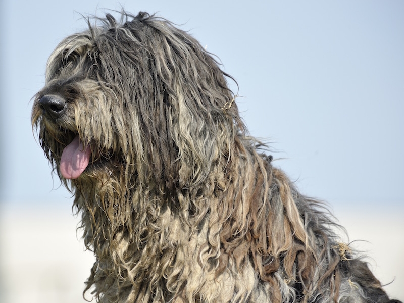 Собаки породы бергамская пастушья, характерные особенности, история происхождения и стандарты породы