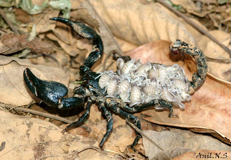 Как размножаются скорпионы