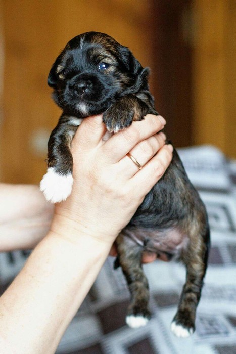 Американский голый терьер: фото и описание собаки, стоимость и уход