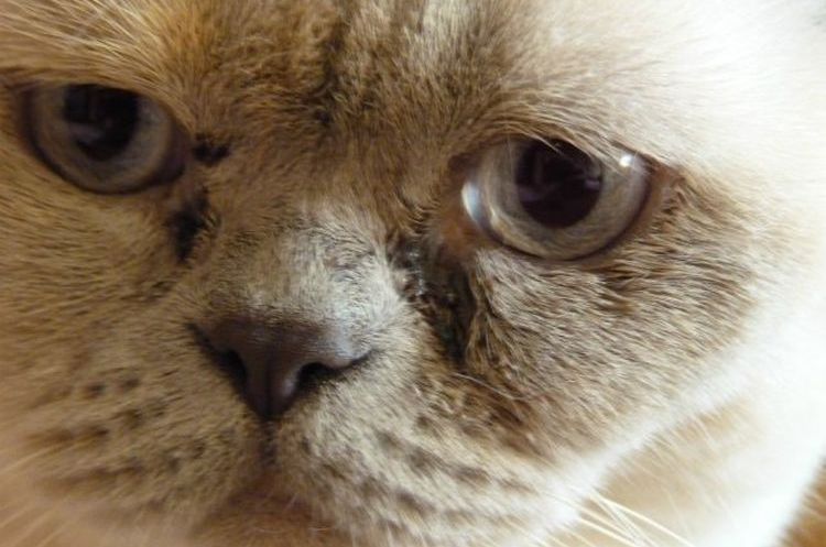 Заболевания глаз у кошек: симптомы, профилактика, лечение, фото