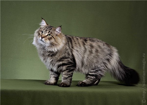 Сибирская кошка: фото, описание породы, характер, здоровье, уход и содержание