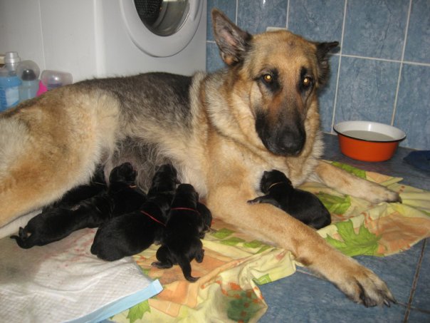 Беременность у собак по дням. основные признаки и сроки