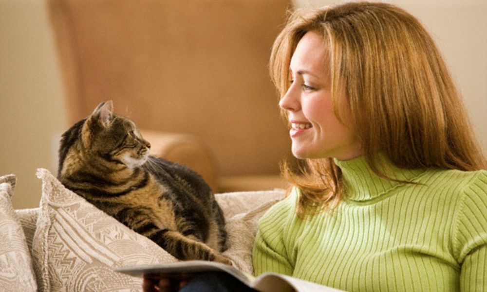 Как понять кошку? зоопсихолог о том, что на самом деле чувствуют наши домашние животные