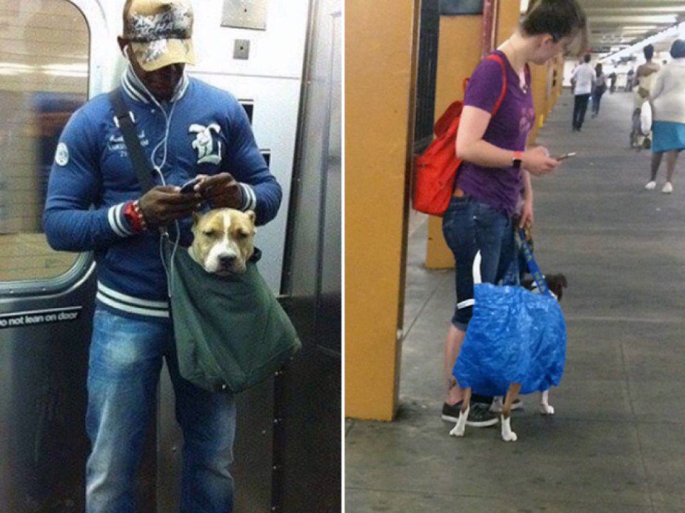 Как перевозить собак в поезде?