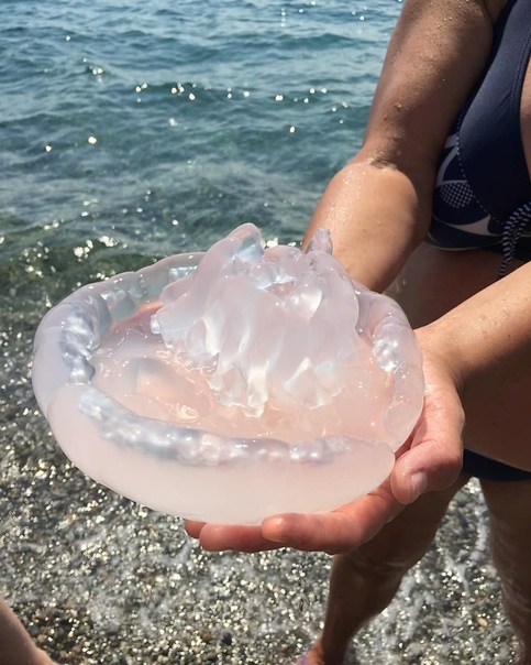 Медузы черного моря: фото и описание, виды, видео