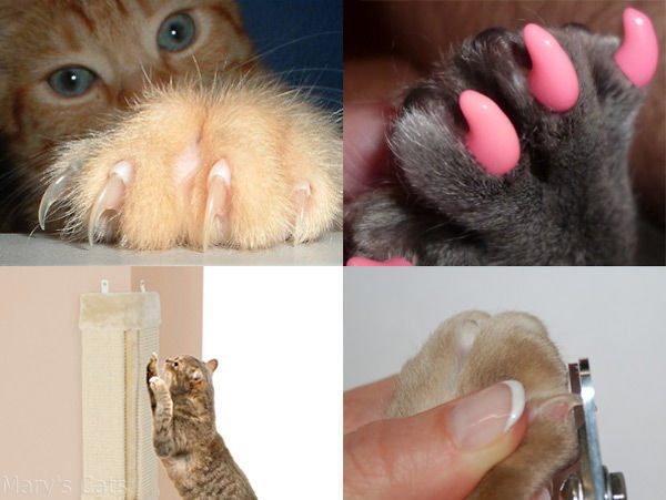Как быстро отрастают усы у котят