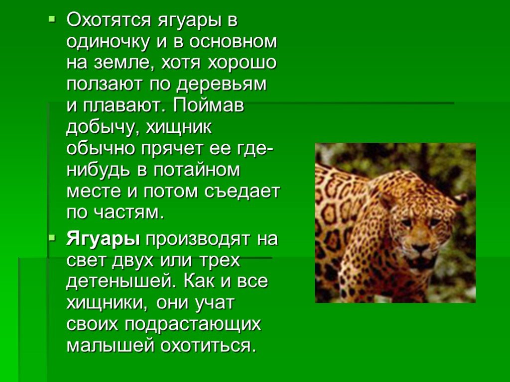 Ягуар | описания и фото животных | некоммерческий учебно-познавательный интернет-портал зоогалактика