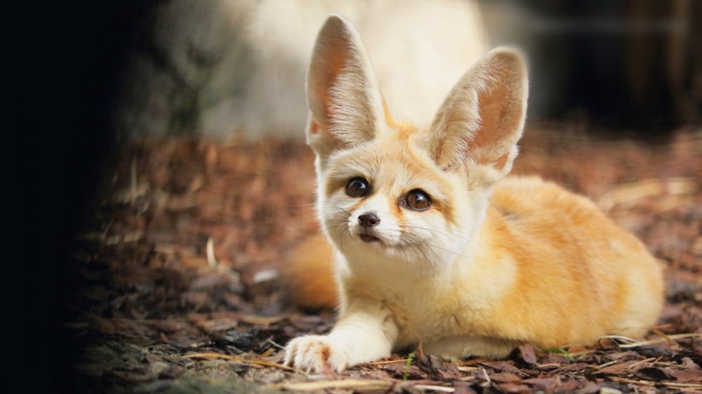 Обыкновенная лисица: описание, чем питается, образ жизни
