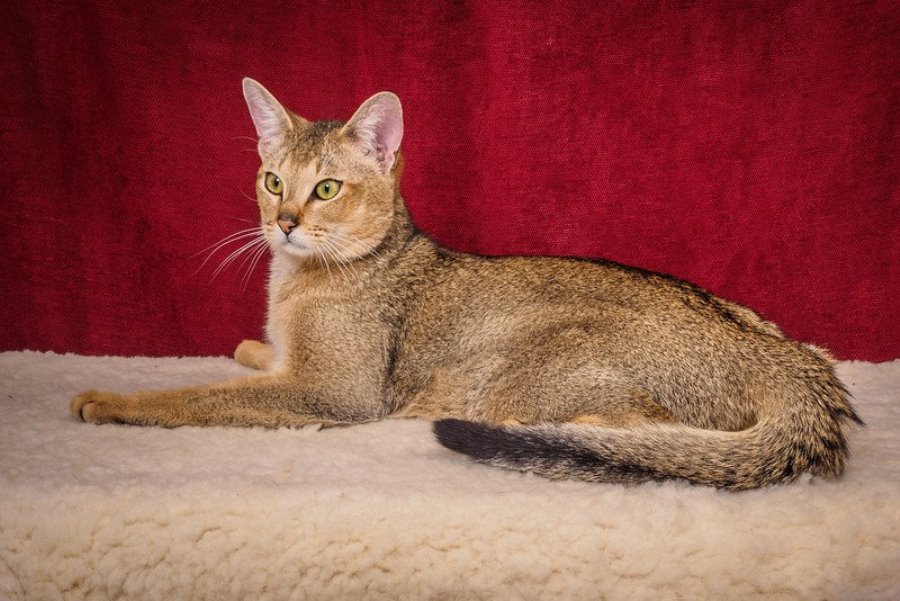 Чаузи — подробное описание породы и характер присущий породе. 120 фото и описание внешности кошек