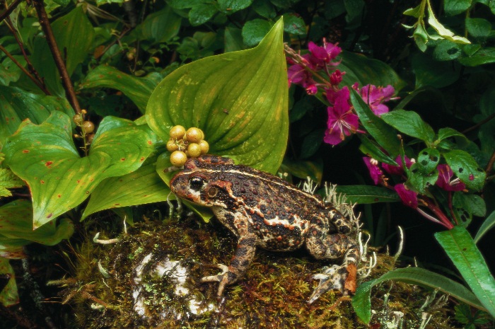 Жаба серая: образ жизни, размножение, фото, описание