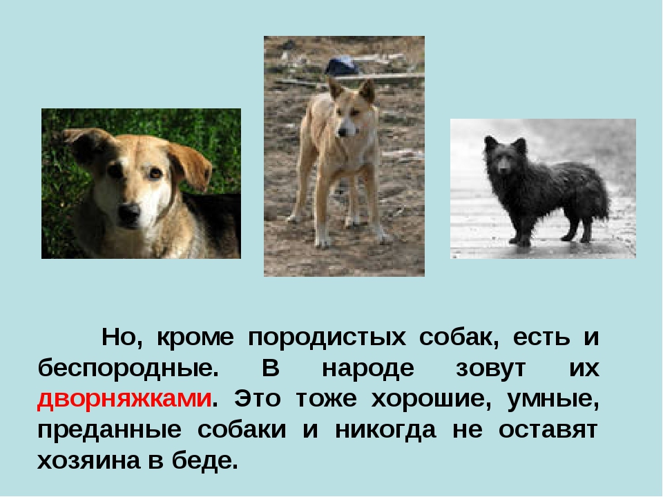 Собака дворняга: описание породы