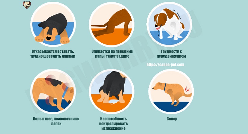 Отказ задних лап у собак - симптомы, причины, первая помощь