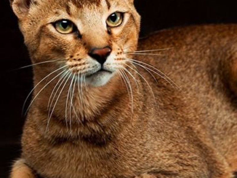 Камышовая кошка (хаус): породы котов хауси с фото и видео