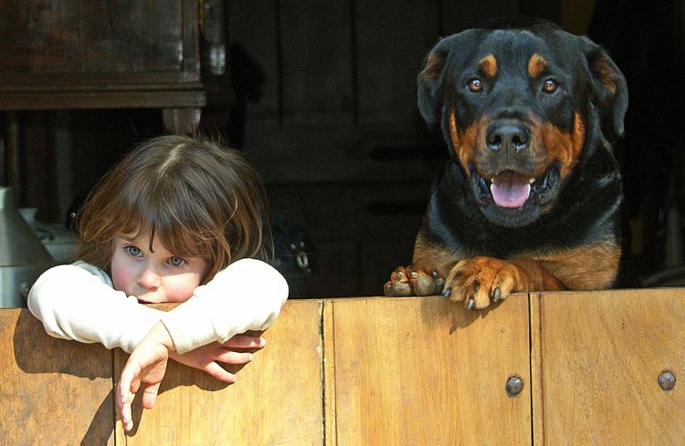 Самые лучшие собаки-охранники: маленькие, средние и крупные породы, а также псы-телохранители