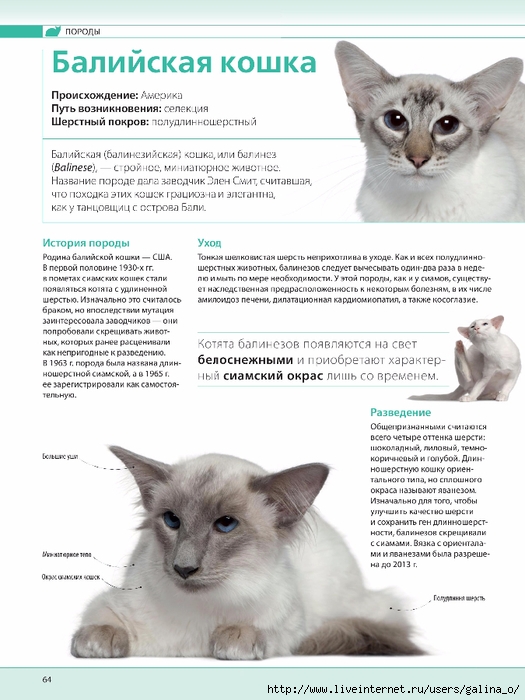 Яванская кошка (31 фото): описание породы яванез, характер короткошерстной кошки. варианты окраса. условия содержания